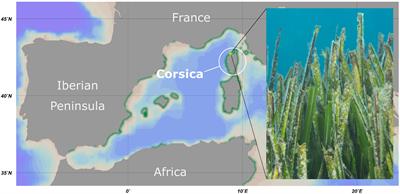 The Microbiome of Posidonia oceanica Seagrass Leaves Can Be Dominated by Planctomycetes